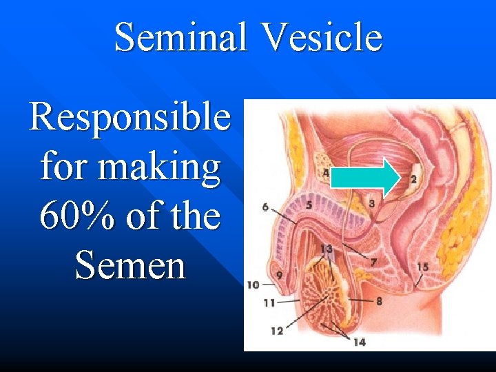Seminal Vesicle Responsible for making 60% of the Semen 