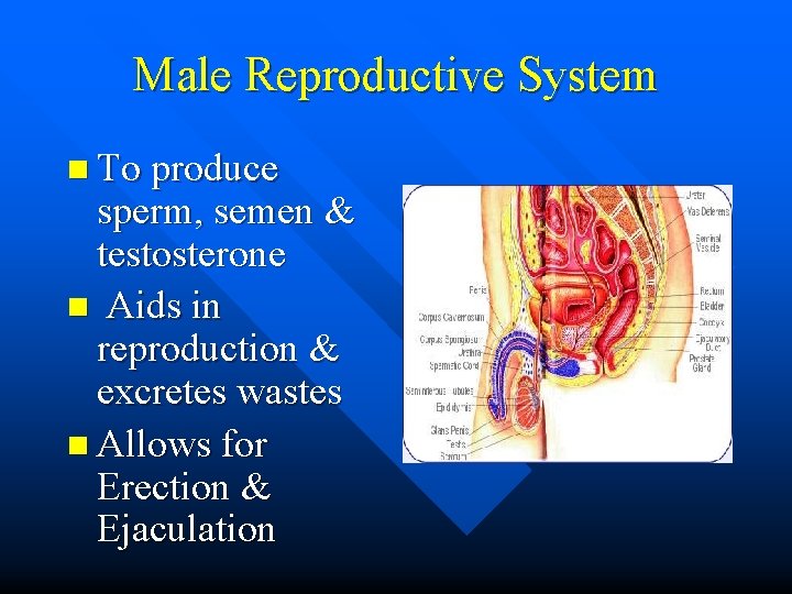 Male Reproductive System n To produce sperm, semen & testosterone n Aids in reproduction