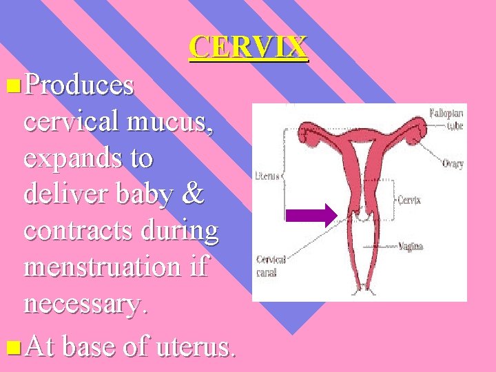 CERVIX n Produces cervical mucus, expands to deliver baby & contracts during menstruation if