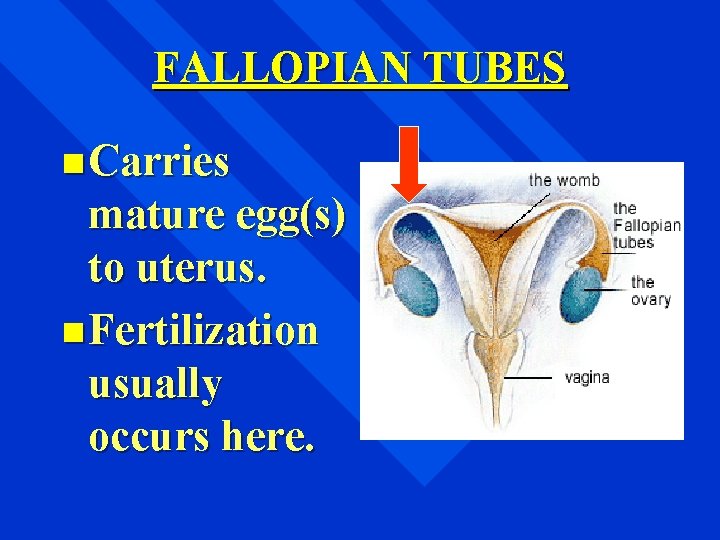 FALLOPIAN TUBES n Carries mature egg(s) to uterus. n Fertilization usually occurs here. 