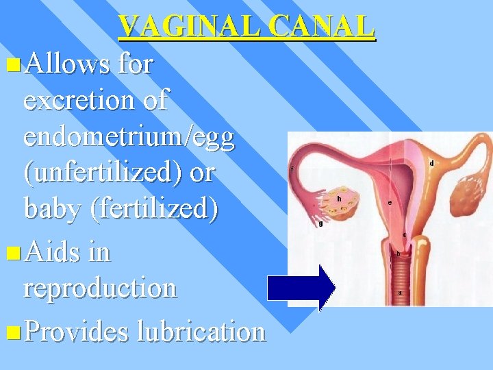 VAGINAL CANAL n Allows for excretion of endometrium/egg (unfertilized) or baby (fertilized) n Aids