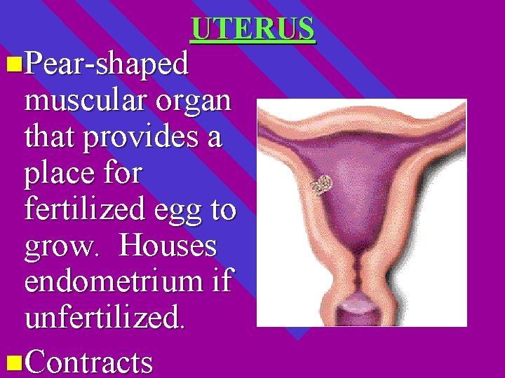 UTERUS n. Pear-shaped muscular organ that provides a place for fertilized egg to grow.