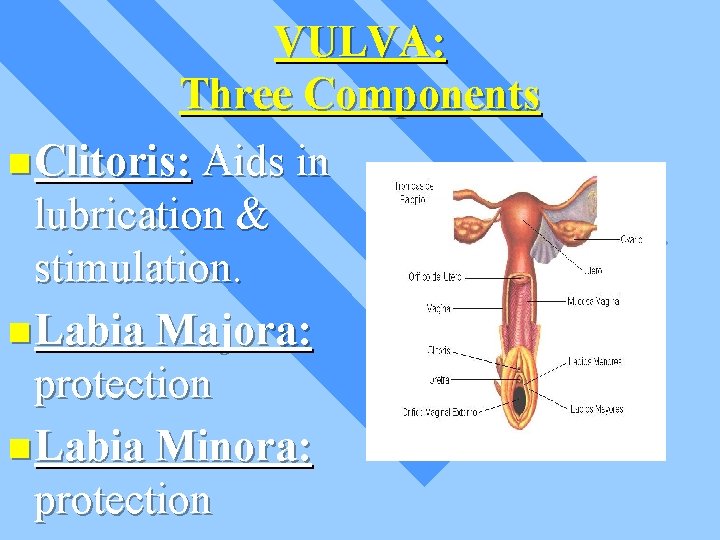VULVA: Three Components n Clitoris: Aids in lubrication & stimulation. n Labia Majora: protection