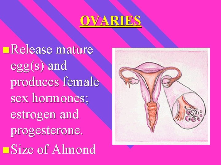 OVARIES n Release mature egg(s) and produces female sex hormones; estrogen and progesterone. n