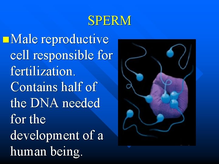 SPERM n Male reproductive cell responsible for fertilization. Contains half of the DNA needed