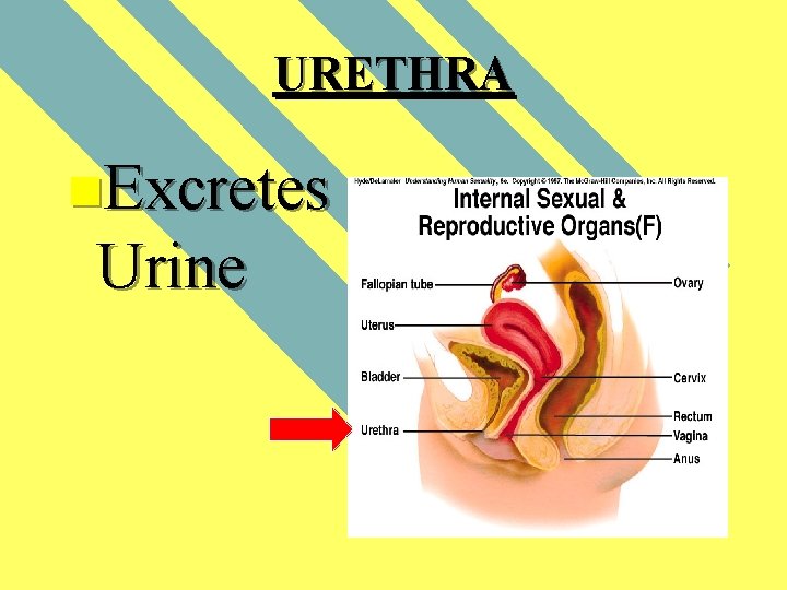 URETHRA n. Excretes Urine 