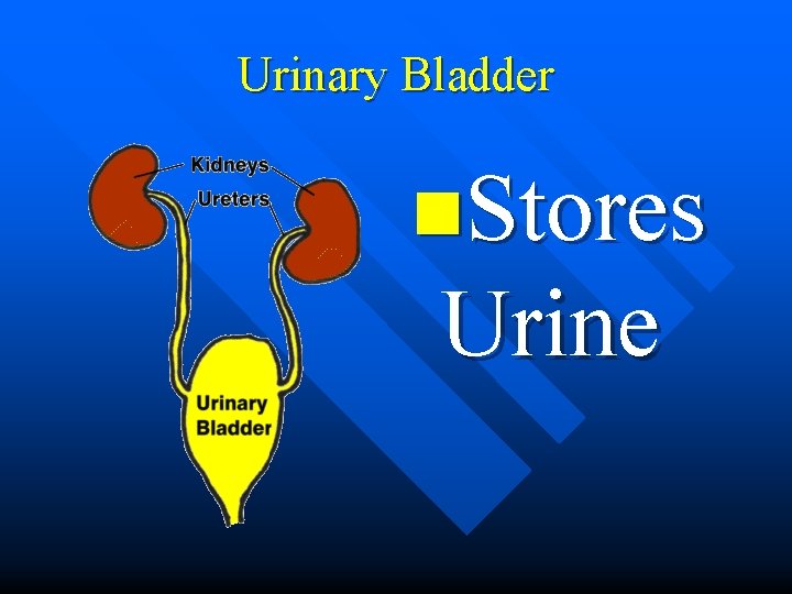 Urinary Bladder n. Stores Urine 