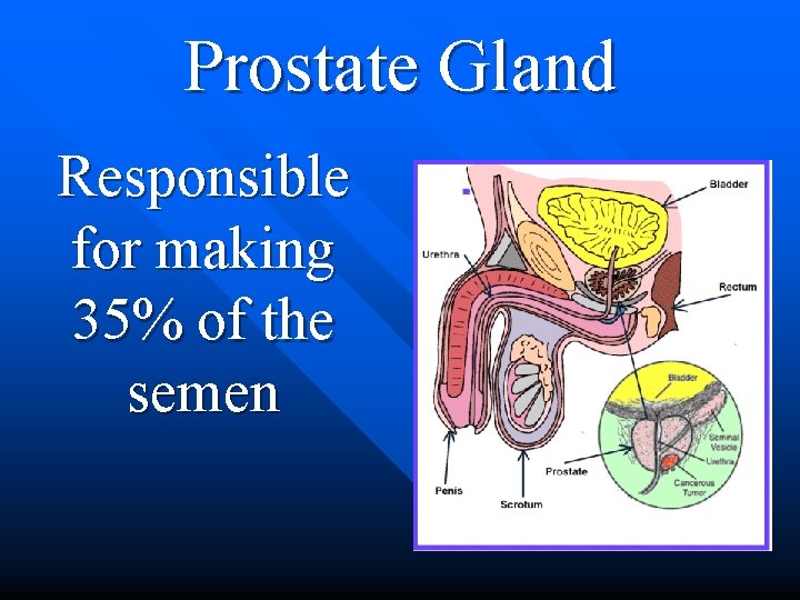 Prostate Gland Responsible for making 35% of the semen 