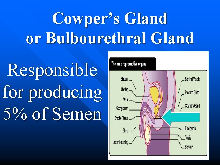 Cowper’s Gland or Bulbourethral Gland Responsible for producing 5% of Semen 