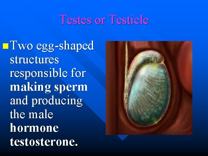 Testes or Testicle n Two egg-shaped structures responsible for making sperm and producing the