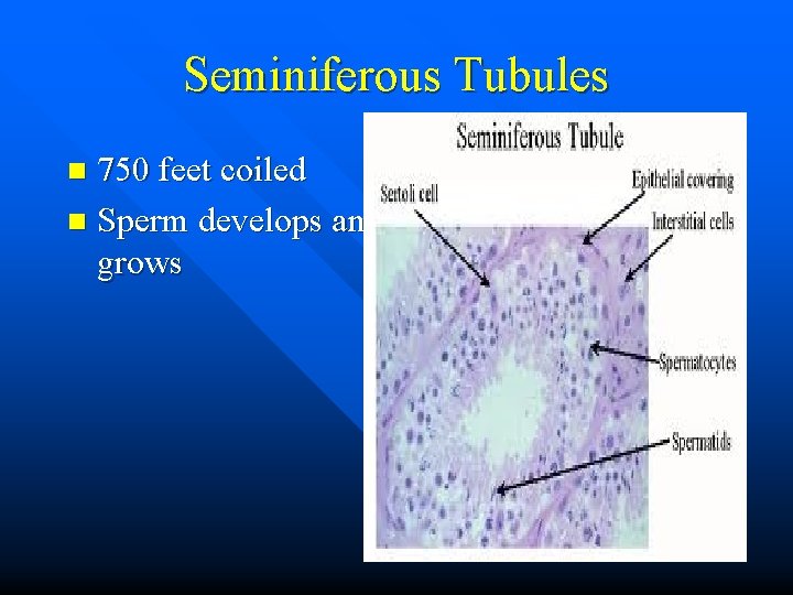 Seminiferous Tubules 750 feet coiled n Sperm develops and grows n 