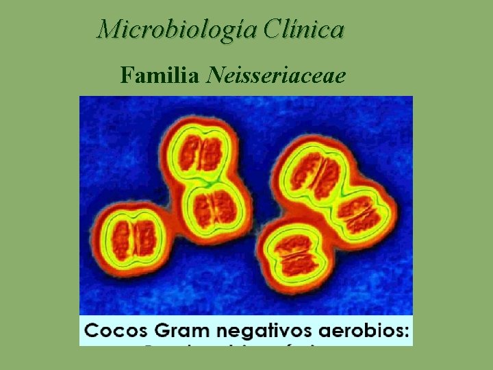 Microbiología Clínica Familia Neisseriaceae 
