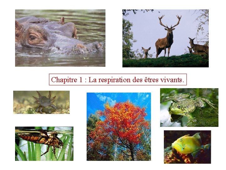 Chapitre 1 : La respiration des êtres vivants. 