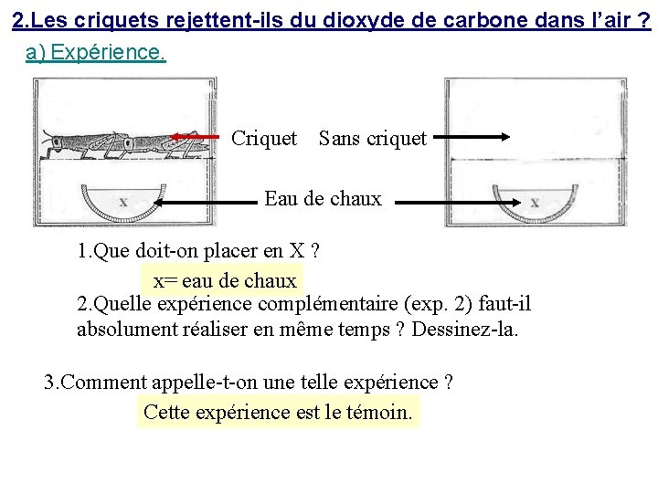 2. Les criquets rejettent-ils du dioxyde de carbone dans l’air ? a) Expérience. Criquet