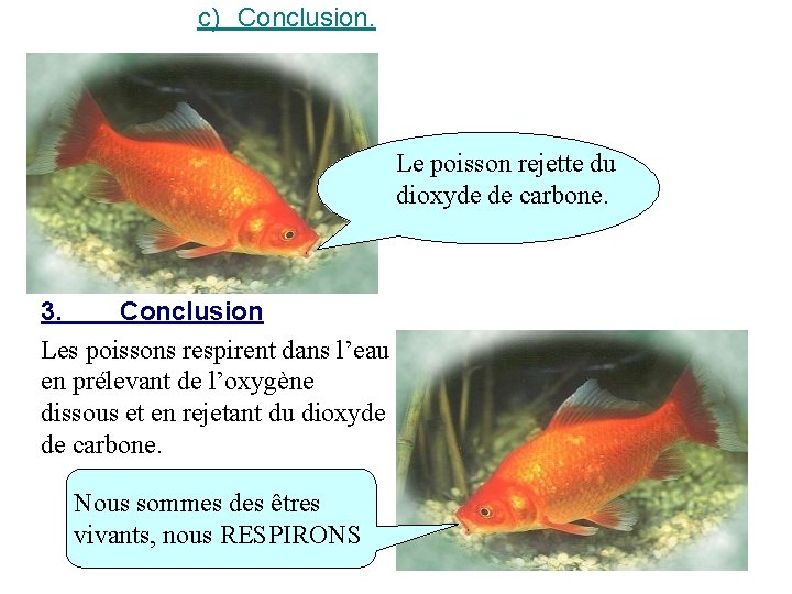 c) Conclusion. Le poisson rejette du dioxyde de carbone. 3. Conclusion Les poissons respirent