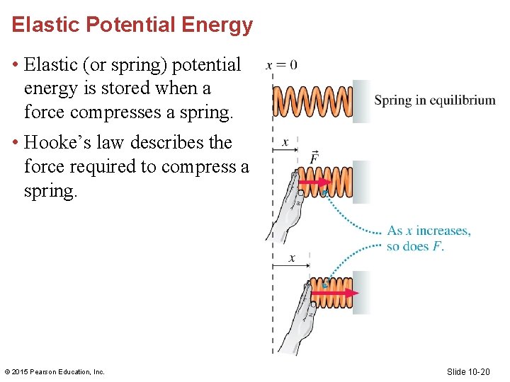Elastic Potential Energy • Elastic (or spring) potential energy is stored when a force