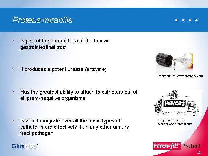 Proteus mirabilis • Is part of the normal flora of the human gastrointestinal tract