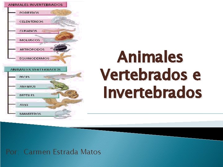 Animales Vertebrados e Invertebrados Por: Carmen Estrada Matos 