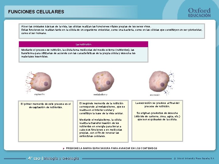 FUNCIONES CELULARES Al ser las unidades básicas de la vida, las células realizan las