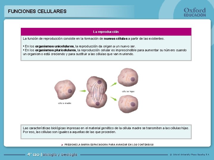 FUNCIONES CELULARES La reproducción La función de reproducción consiste en la formación de nuevas