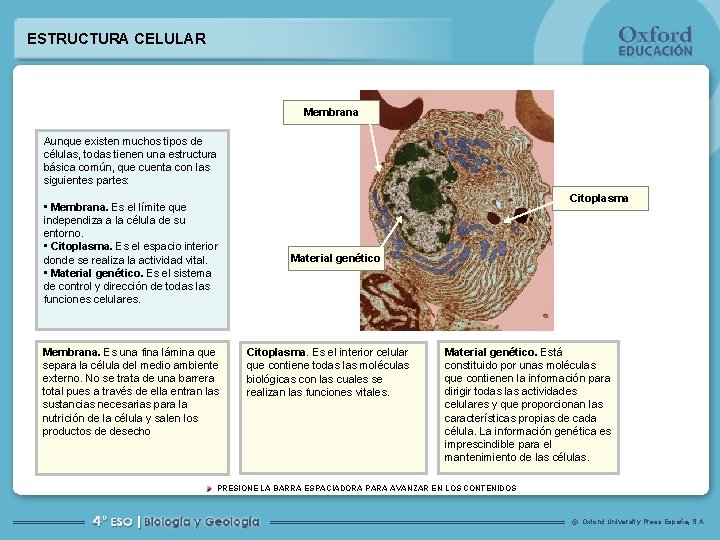 ESTRUCTURA CELULAR Membrana Aunque existen muchos tipos de células, todas tienen una estructura básica