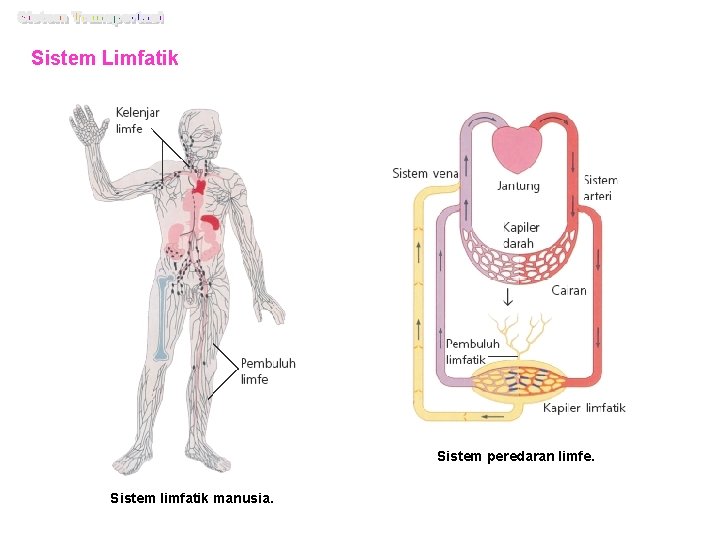 Sistem Limfatik Sistem peredaran limfe. Sistem limfatik manusia. 