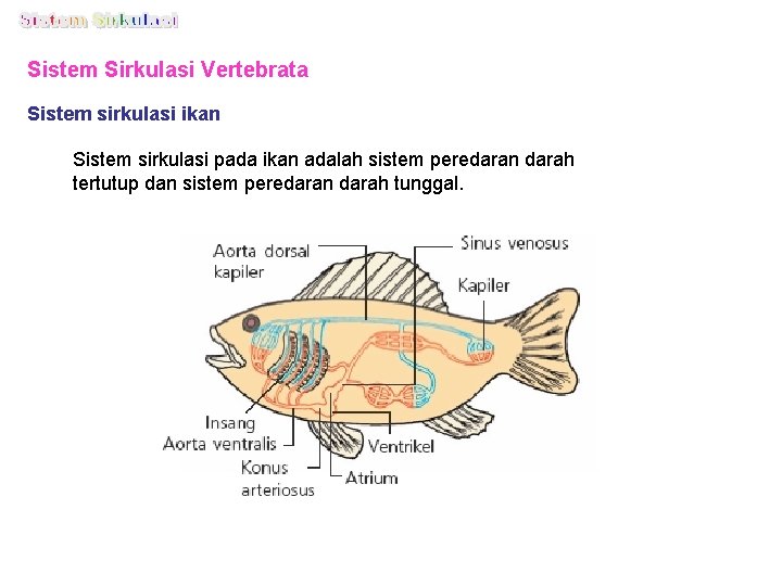 Sistem Sirkulasi Vertebrata Sistem sirkulasi ikan Sistem sirkulasi pada ikan adalah sistem peredaran darah