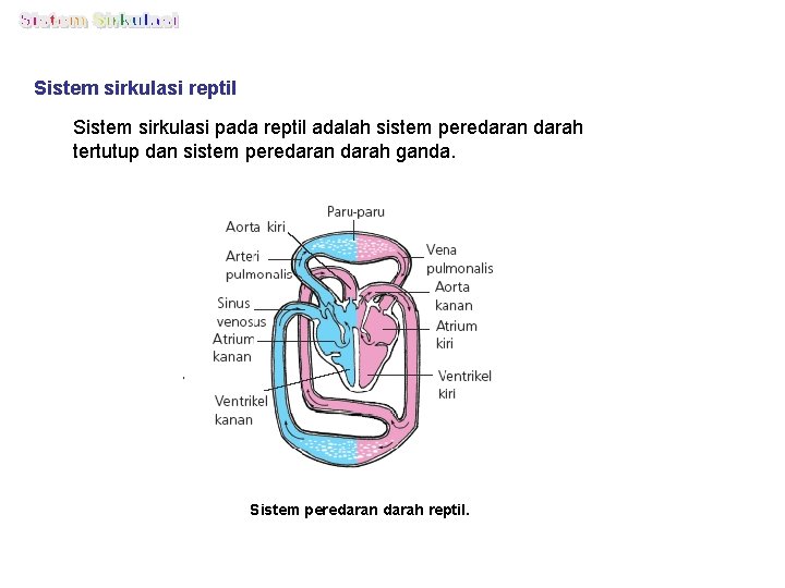 Sistem sirkulasi reptil Sistem sirkulasi pada reptil adalah sistem peredaran darah tertutup dan sistem