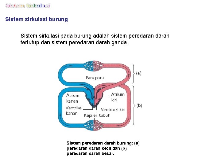 Sistem sirkulasi burung Sistem sirkulasi pada burung adalah sistem peredaran darah tertutup dan sistem