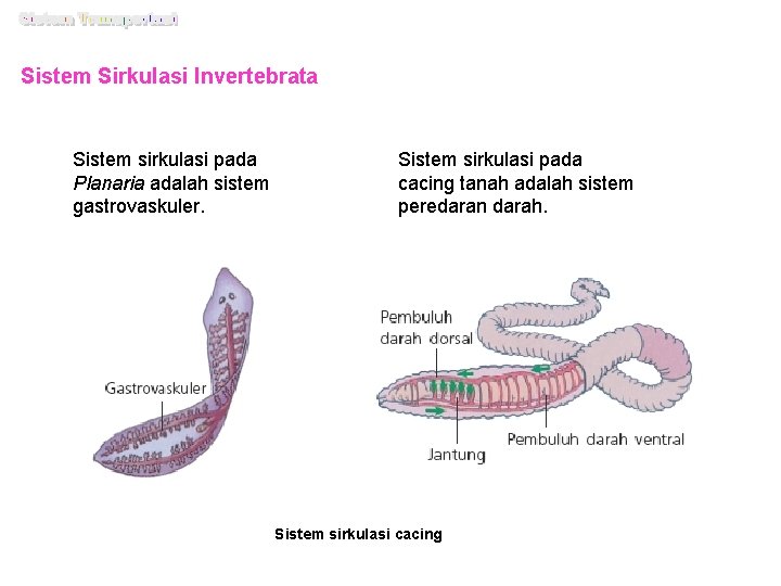 Sistem Sirkulasi Invertebrata Sistem sirkulasi pada Planaria adalah sistem gastrovaskuler. Sistem sirkulasi pada cacing