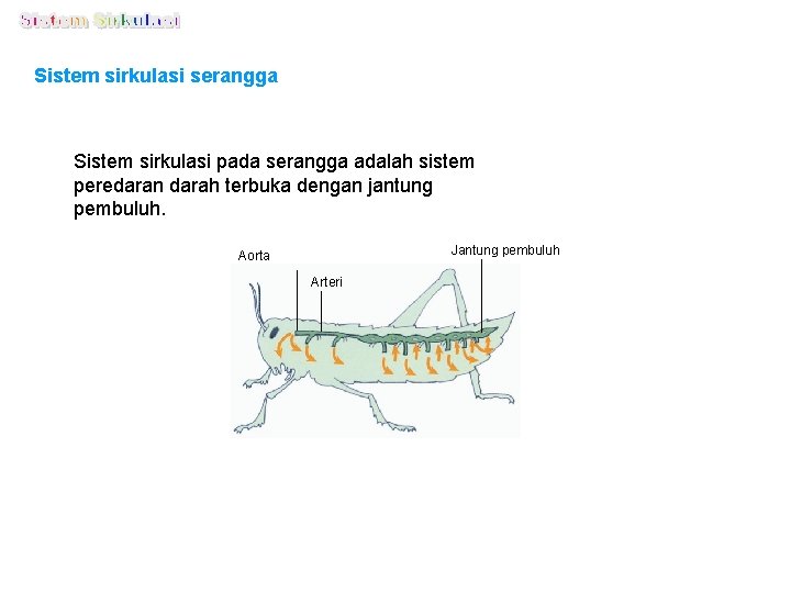 Sistem sirkulasi serangga Sistem sirkulasi pada serangga adalah sistem peredaran darah terbuka dengan jantung