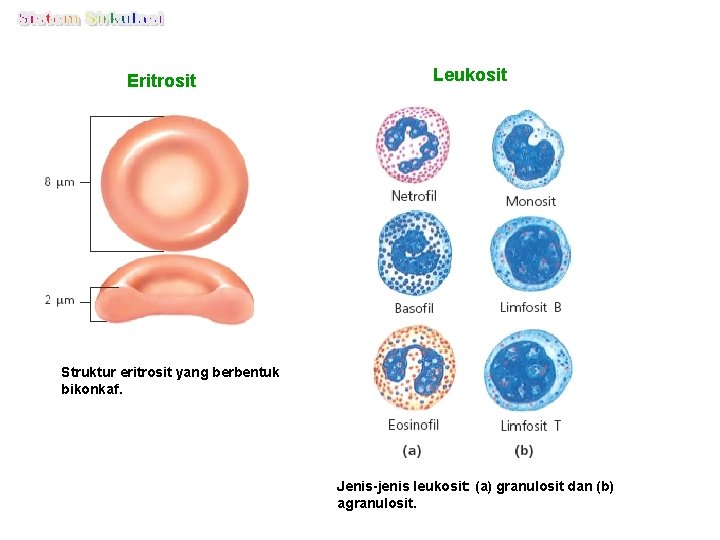 Eritrosit Leukosit Struktur eritrosit yang berbentuk bikonkaf. Jenis-jenis leukosit: (a) granulosit dan (b) agranulosit.
