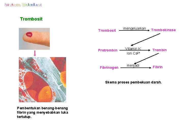 Trombosit Protrombin Fibrinogen mengeluarkan Vitamin K Ion Ca 2+ menjadi Trombokinase Trombin Fibrin Skema