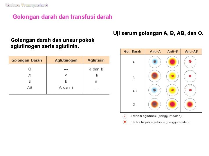 Golongan darah dan transfusi darah Uji serum golongan A, B, AB, dan O. Golongan