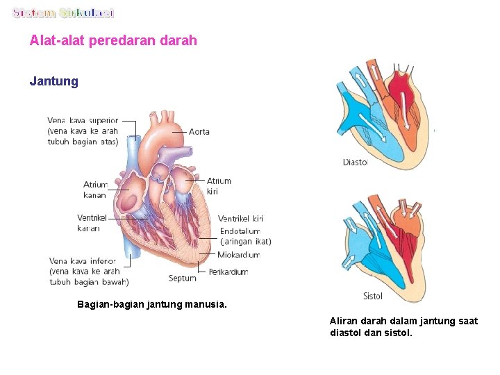 Alat-alat peredaran darah Jantung Bagian-bagian jantung manusia. Aliran darah dalam jantung saat diastol dan