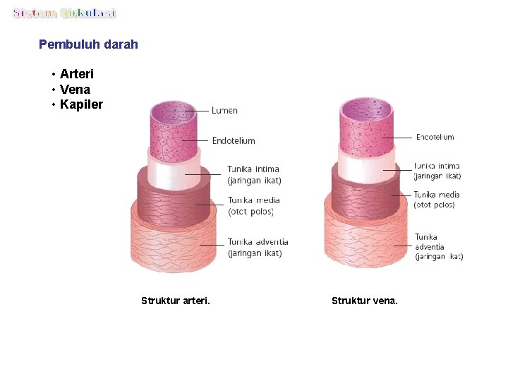 Pembuluh darah • Arteri • Vena • Kapiler Struktur arteri. Struktur vena. 