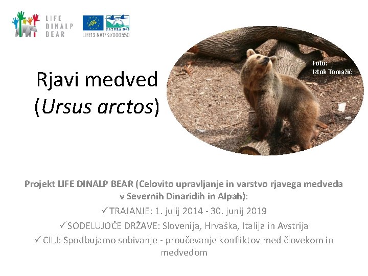 Rjavi medved (Ursus arctos) Foto: Iztok Tomažič Projekt LIFE DINALP BEAR (Celovito upravljanje in Rjavi medved (Ursus arctos) Foto: Iztok Tomažič Projekt LIFE DINALP BEAR (Celovito upravljanje in
