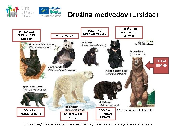 Družina medvedov (Ursidae) BARIBAL ALI AMERIŠKI ČRNI MEDVED VELIKI PANDA SONČNI ALI MALAJSKI MEDVED Družina medvedov (Ursidae) BARIBAL ALI AMERIŠKI ČRNI MEDVED VELIKI PANDA SONČNI ALI MALAJSKI MEDVED