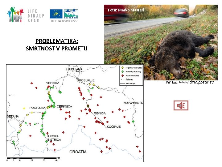 Foto: Marko Masterl PROBLEMATIKA: SMRTNOST V PROMETU Vir slik: www. dinalpbear. eu Foto: Marko Masterl PROBLEMATIKA: SMRTNOST V PROMETU Vir slik: www. dinalpbear. eu