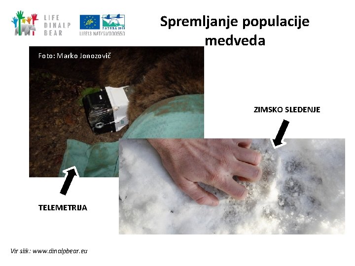 Spremljanje populacije medveda Foto: Marko Jonozovič ZIMSKO SLEDENJE TELEMETRIJA Vir slik: www. dinalpbear. eu