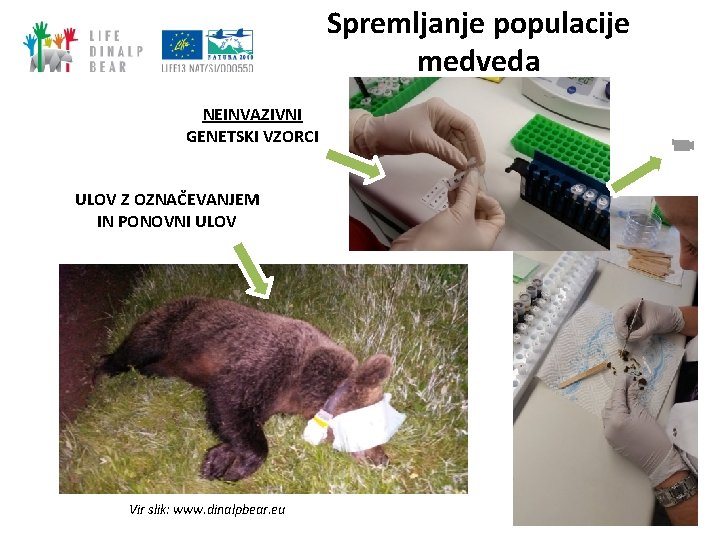 Spremljanje populacije medveda NEINVAZIVNI GENETSKI VZORCI ULOV Z OZNAČEVANJEM IN PONOVNI ULOV Vir slik: