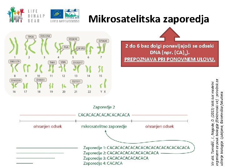 Vir slik: Tomažič , I. , Nagode, D. (2013) Volk kot modelni organizem za