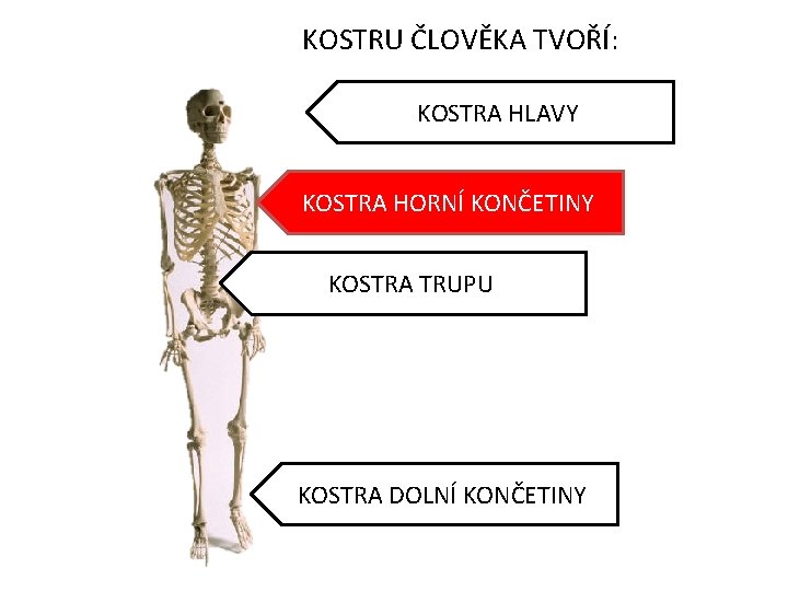 KOSTRU ČLOVĚKA TVOŘÍ: KOSTRA HLAVY KOSTRA HORNÍ KONČETINY KOSTRA TRUPU KOSTRA DOLNÍ KONČETINY 