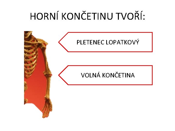 HORNÍ KONČETINU TVOŘÍ: PLETENEC LOPATKOVÝ VOLNÁ KONČETINA 