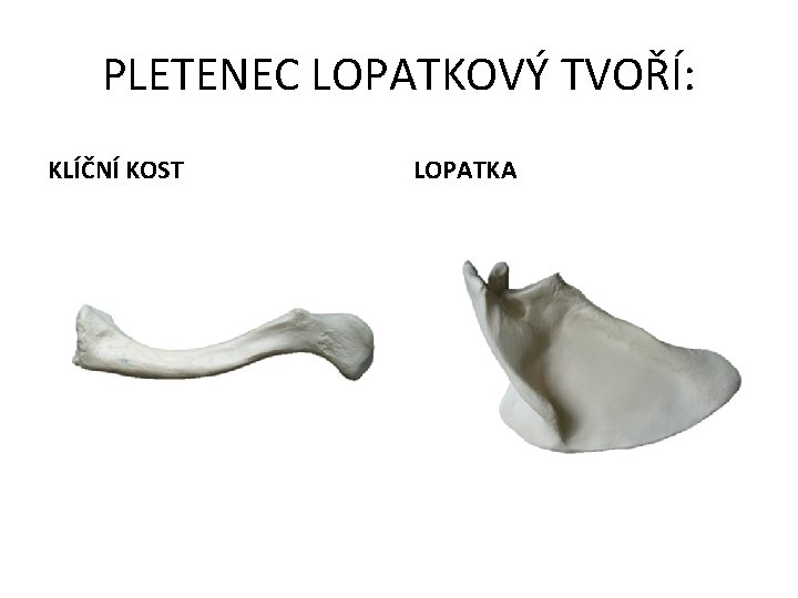 PLETENEC LOPATKOVÝ TVOŘÍ: KLÍČNÍ KOST LOPATKA 