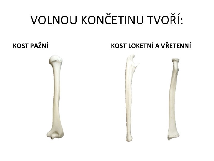 VOLNOU KONČETINU TVOŘÍ: KOST PAŽNÍ KOST LOKETNÍ A VŘETENNÍ 