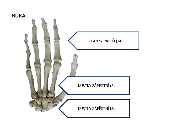 RUKA ČLÁNKY PRSTŮ (14) KŮSTKY ZÁPRSTNÍ (5) KŮSTKY ZÁPĚSTNÍ (8) 