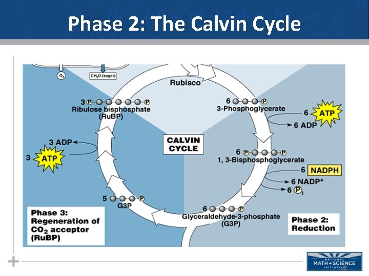 Phase 2: The Calvin Cycle 12 
