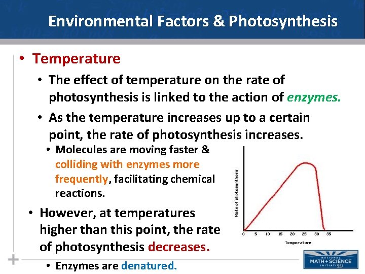 Environmental Factors & Photosynthesis • Temperature • The effect of temperature on the rate