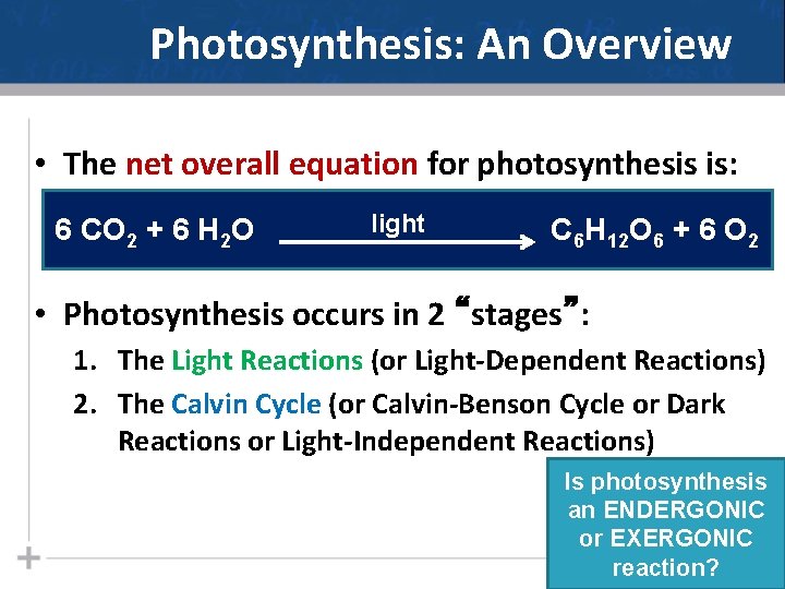 Photosynthesis: An Overview • The net overall equation for photosynthesis is: 6 CO 2